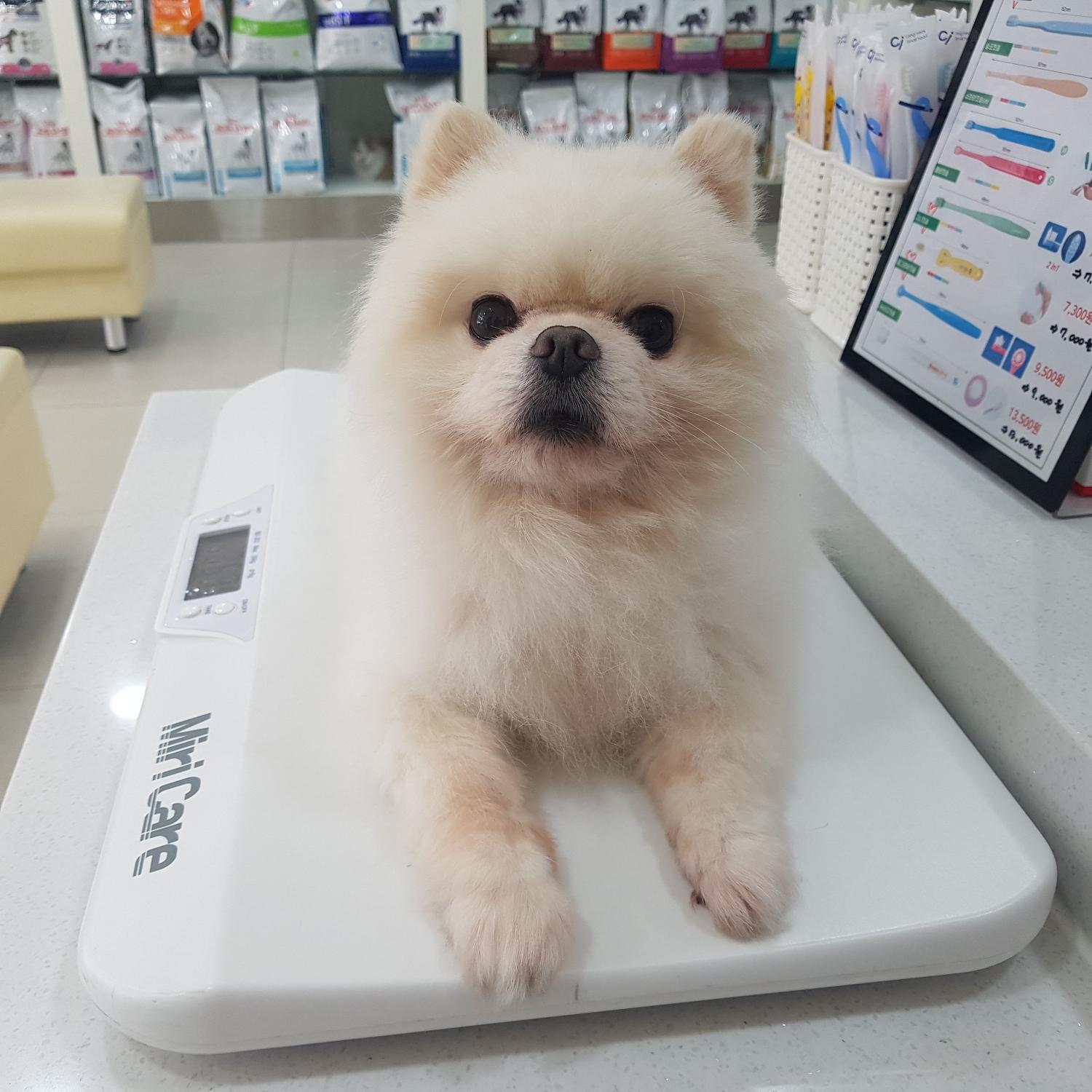 종료(반환) 포메라…