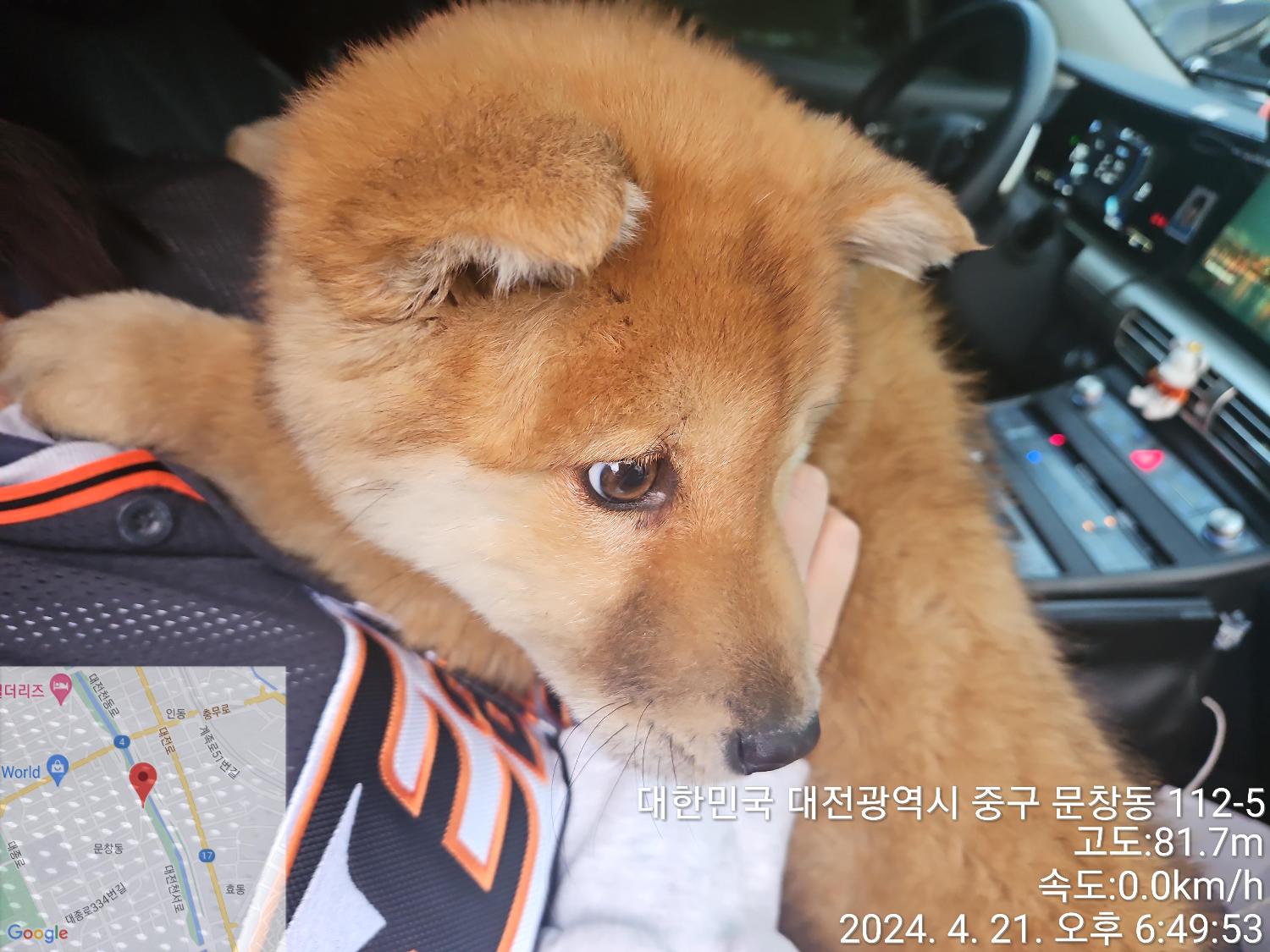 대전동물보호센터_430365202400115