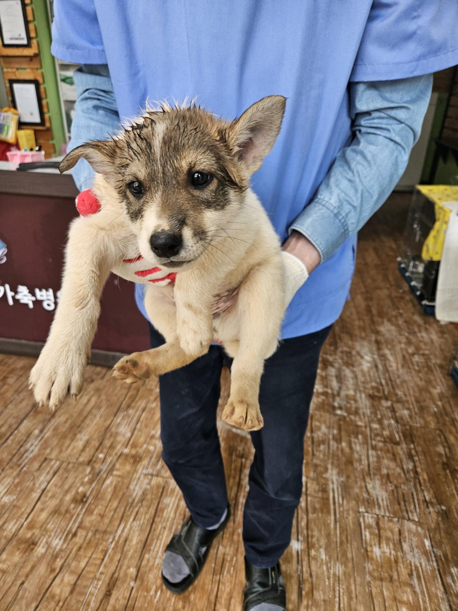 정선가축병원_442429202400387