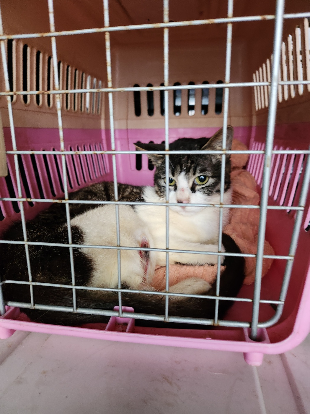 평택시유기동물보호소_441391202400879