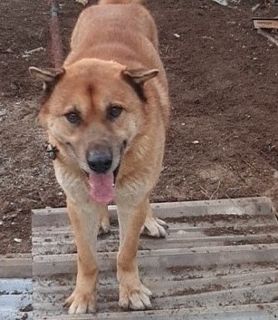 울산유기동물보호센터_431372202400156