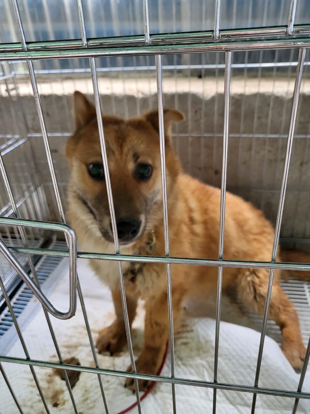 정읍시 동물보호소_445469202400774