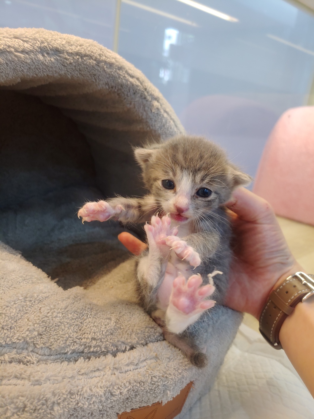 보호중 한국 고양이…