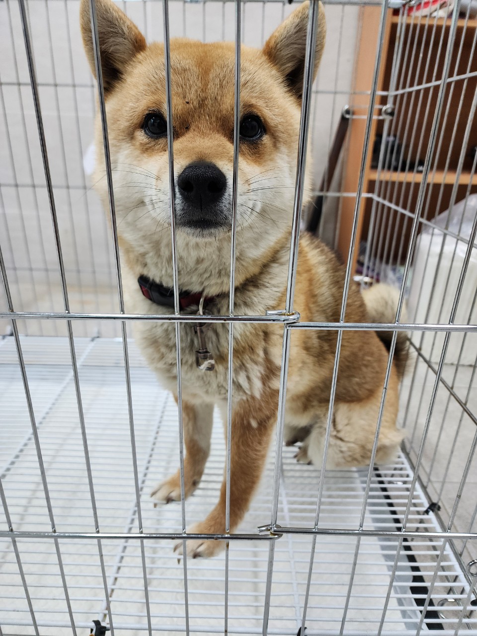 양평군유기동물보호소_441417202400532