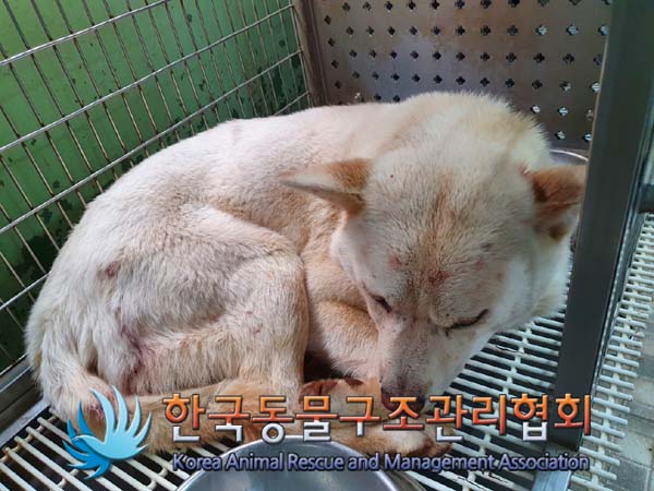 종료(안락사) 믹스…