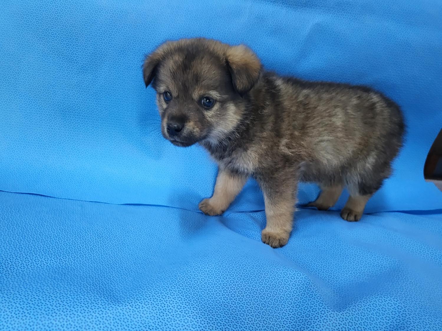 경산시유기동물보호소_447513202400206