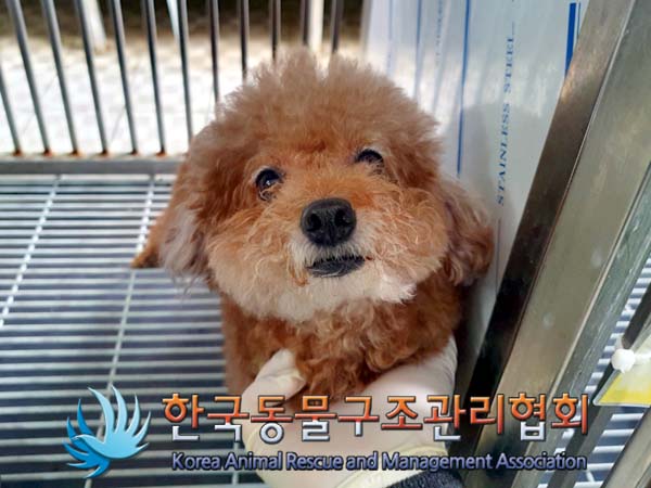 종료(반환) 푸들의…