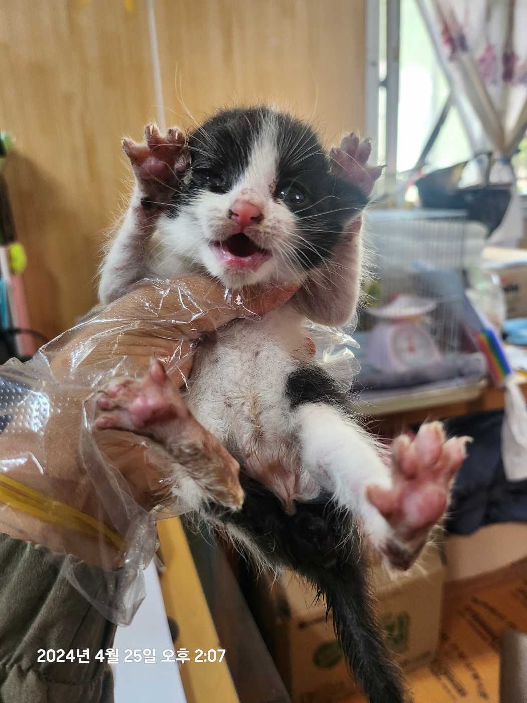 보호중 한국 고양이…