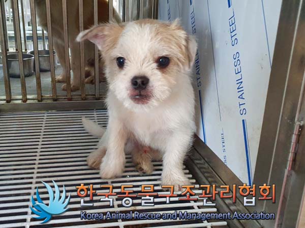 보호중 믹스견의 가…