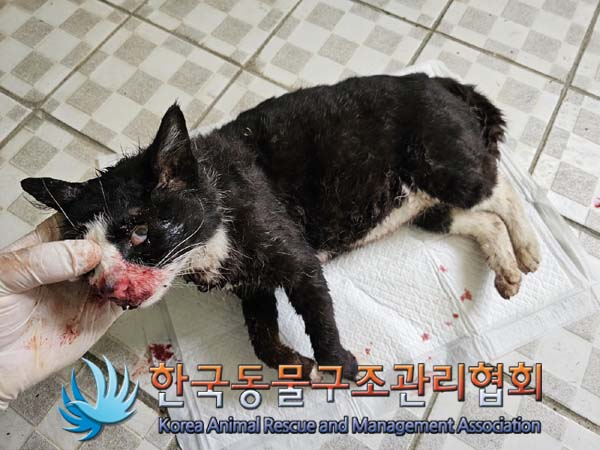 한국동물구조관리협회_441414202400267