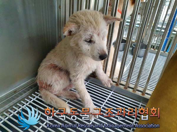 한국동물구조관리협회_441559202400427