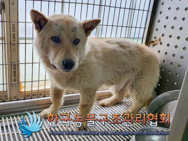 한국동물구조관리협회_441406202400671