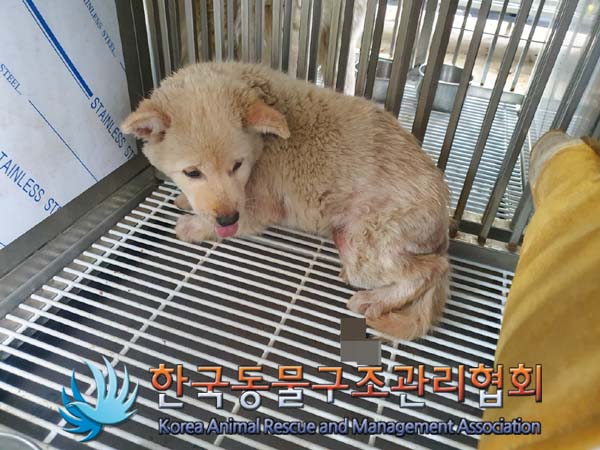 종료(안락사) 믹스…