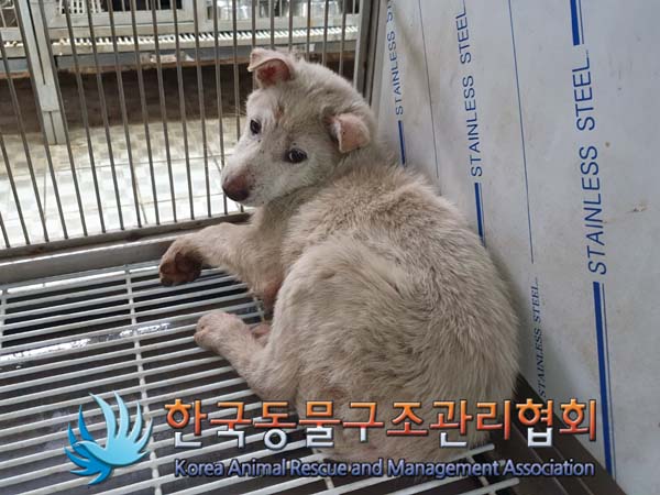 한국동물구조관리협회_441560202400446