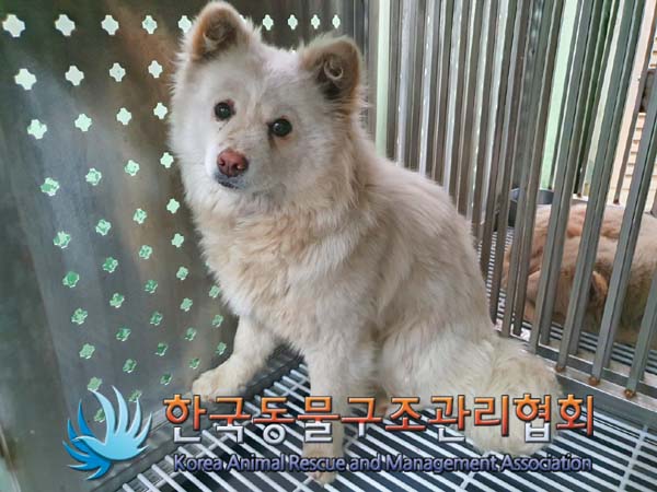 종료(안락사) 믹스…