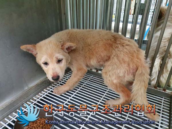 한국동물구조관리협회_441559202400428
