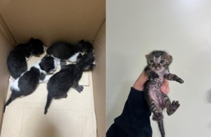 부산동물보호센터_426332202400080