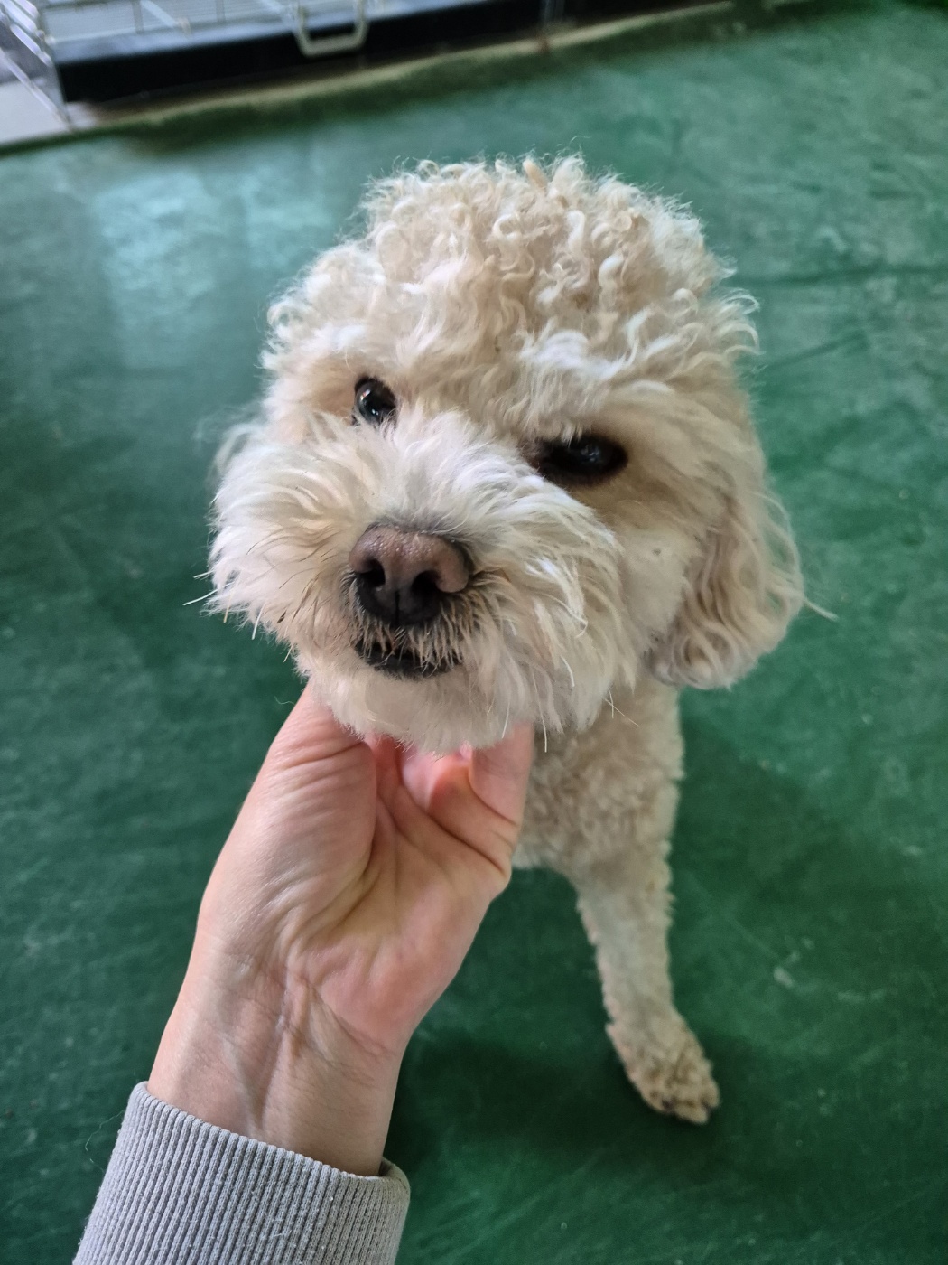 거창유기동물보호센터_448547202400518