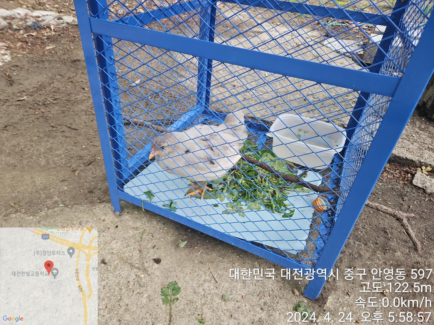 대전동물보호센터_430365202400121