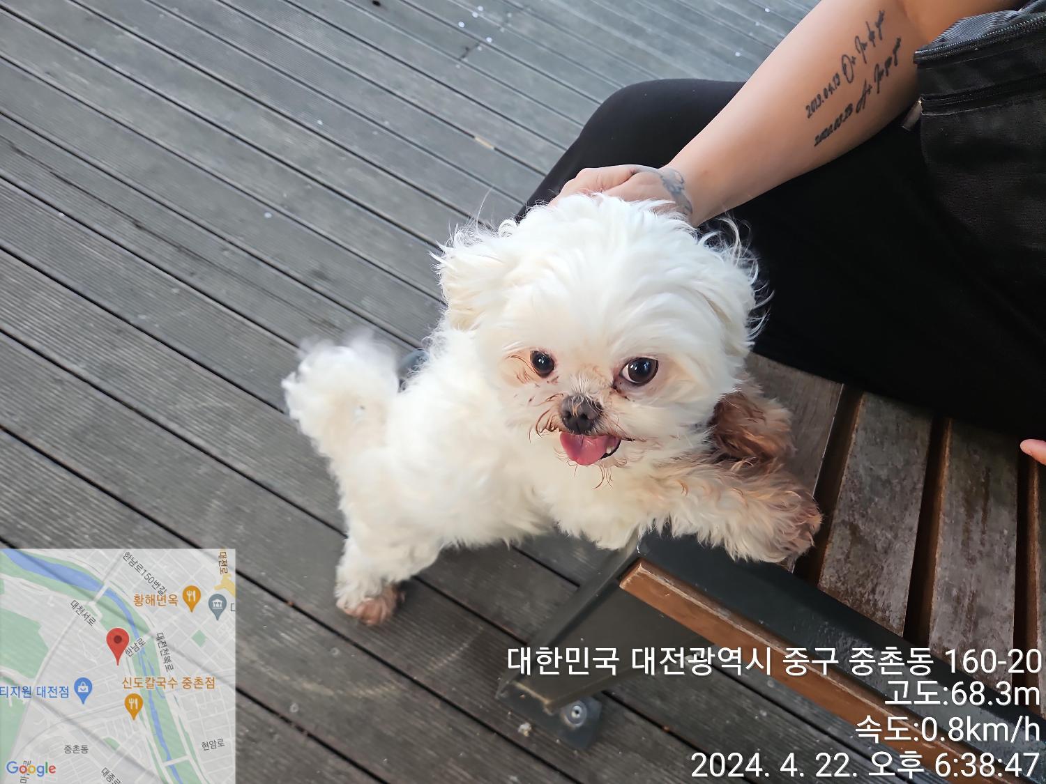 종료(반환) 말티즈…