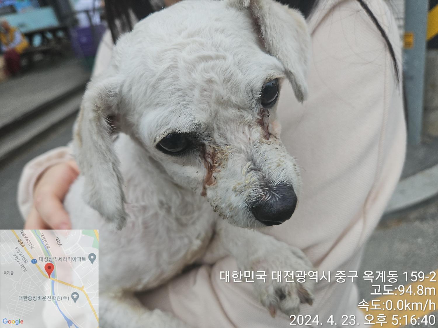 보호중 푸들의 가족…