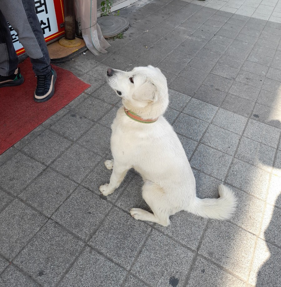 금왕동물병원_443447202400317