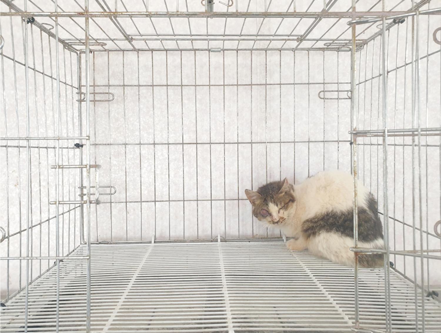 보호중 한국 고양이…