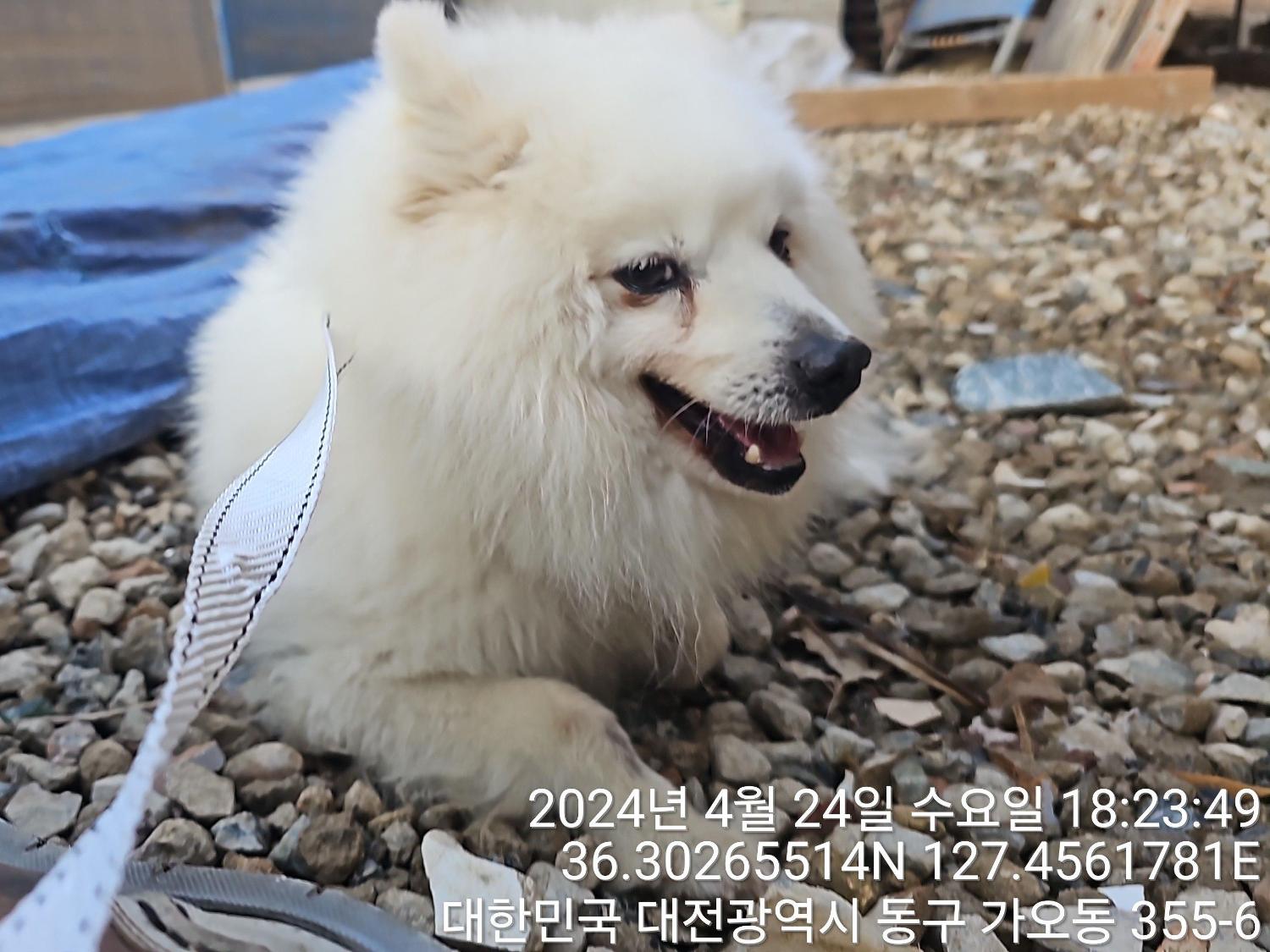 대전동물보호센터_430364202400108