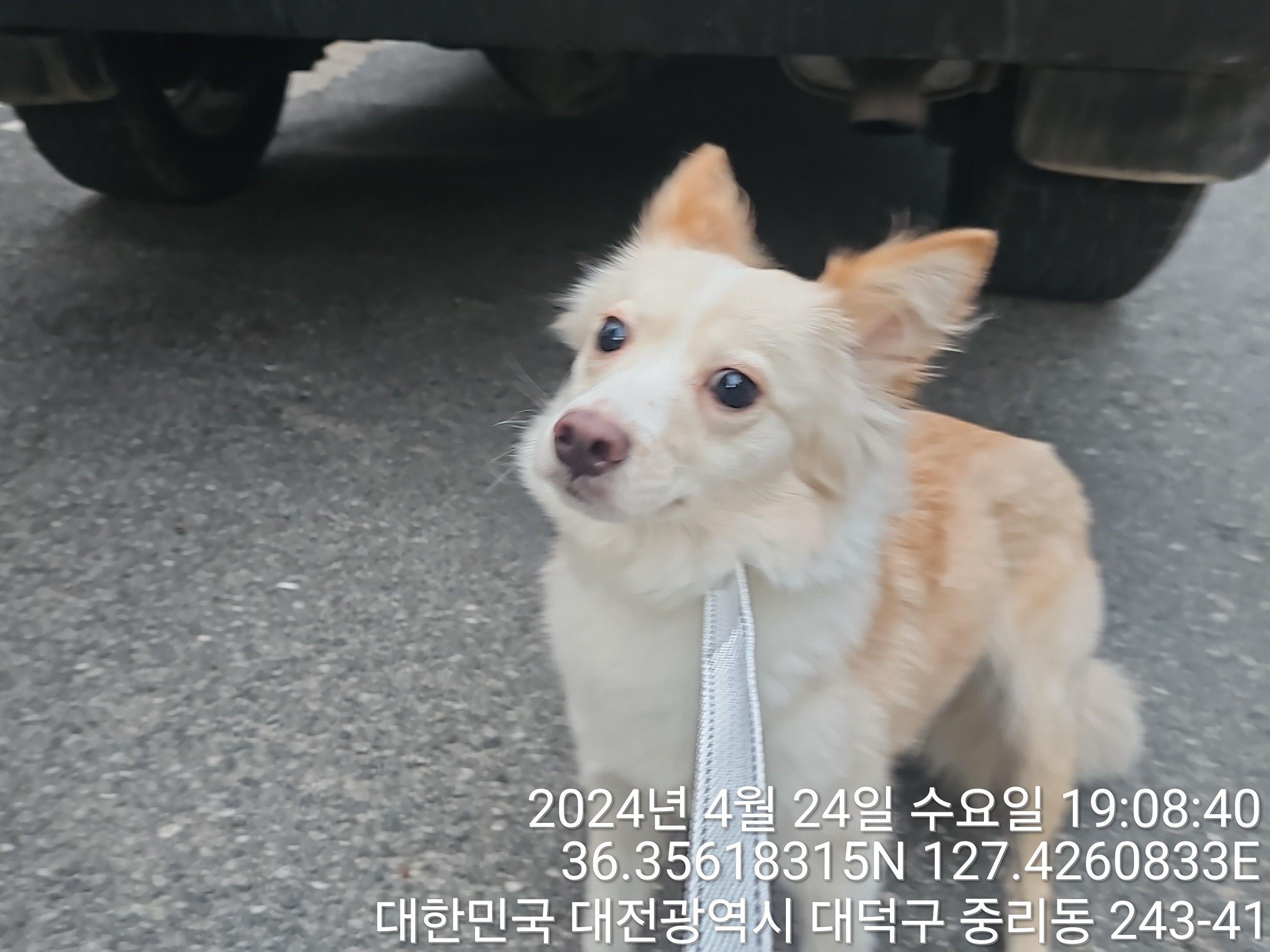 보호중 믹스견의 가…