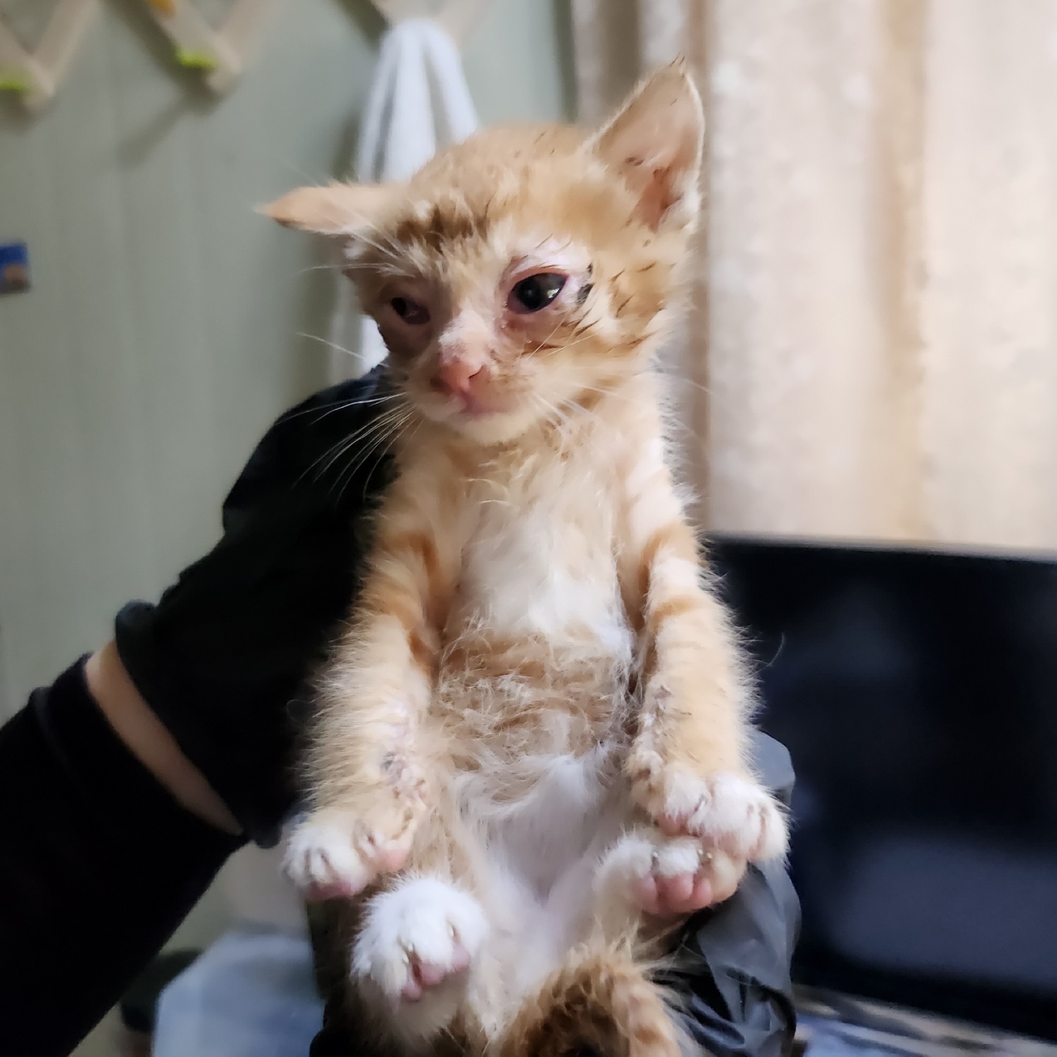 인천광역시수의사회_428353202400369