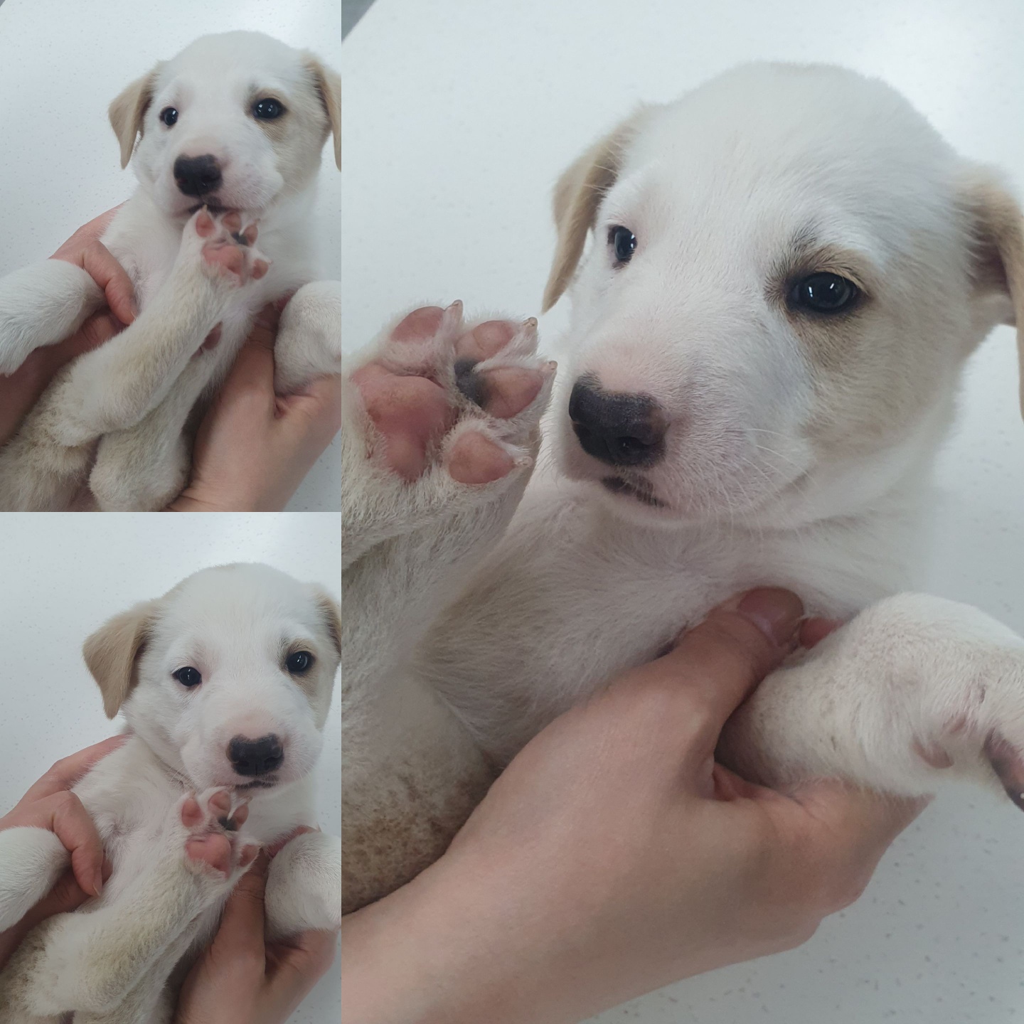 경주동물사랑보호센터_447505202400366
