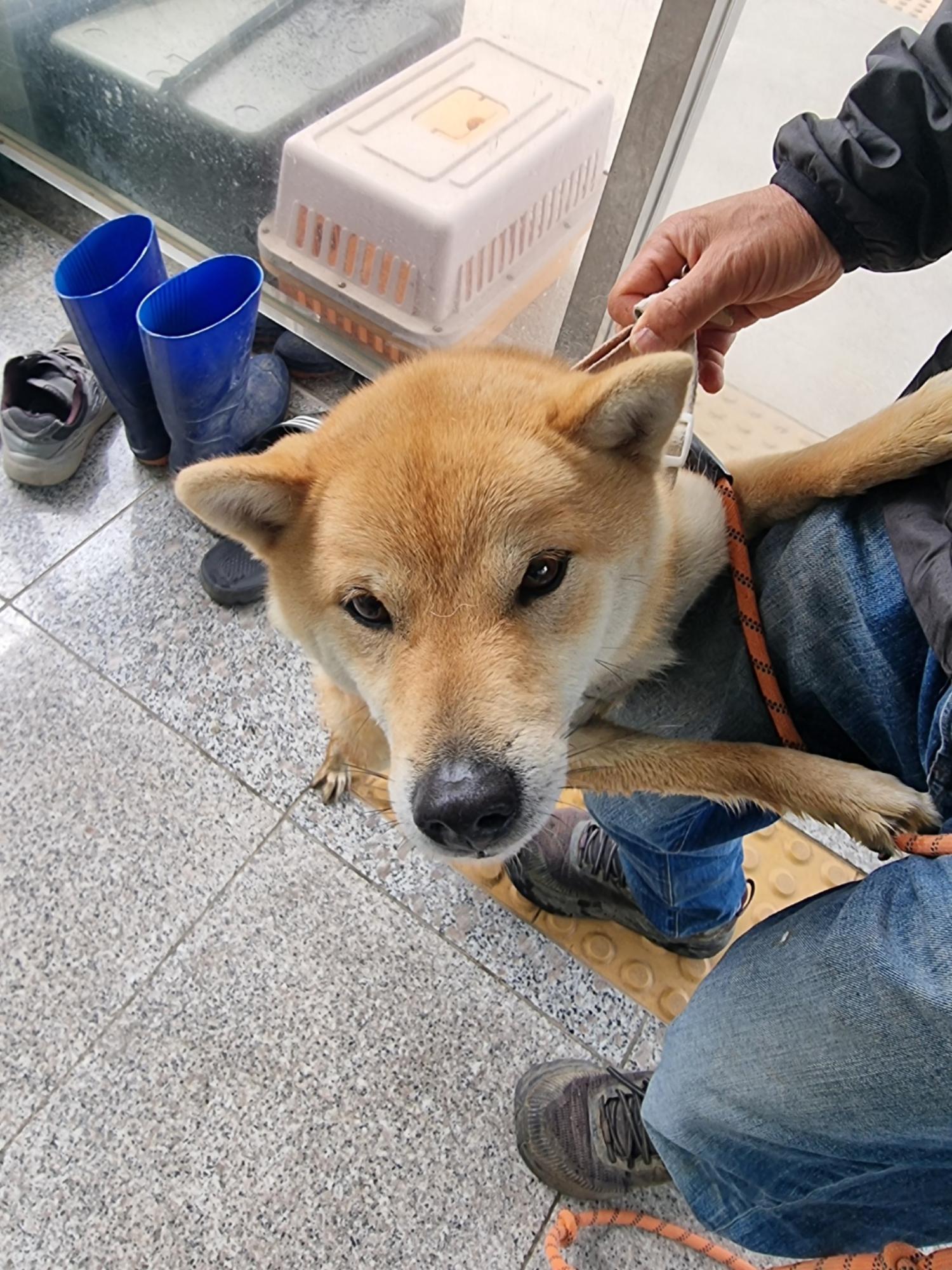 구미시 동물보호센터_447508202400645