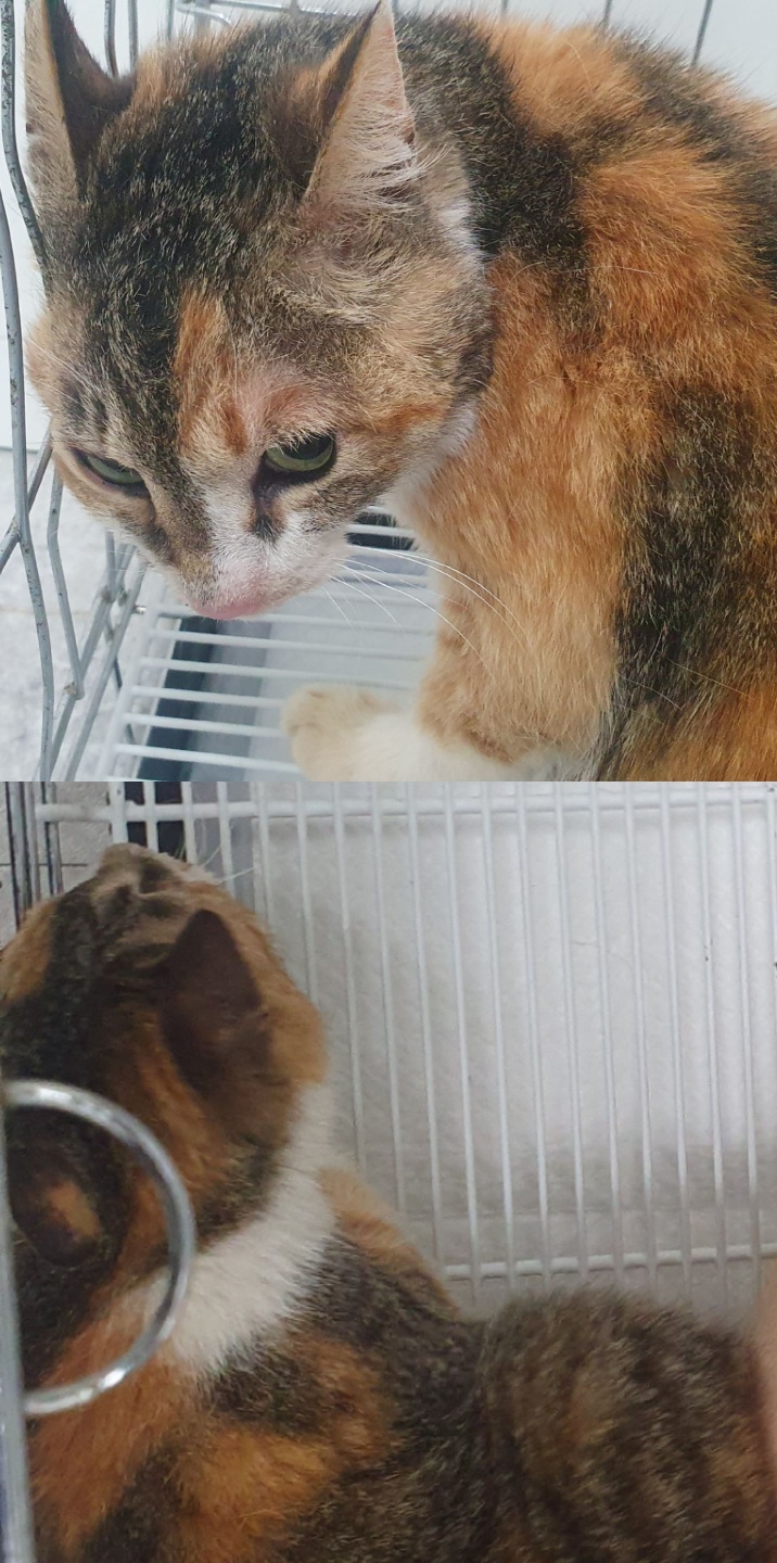 경주동물사랑보호센터_447505202400363