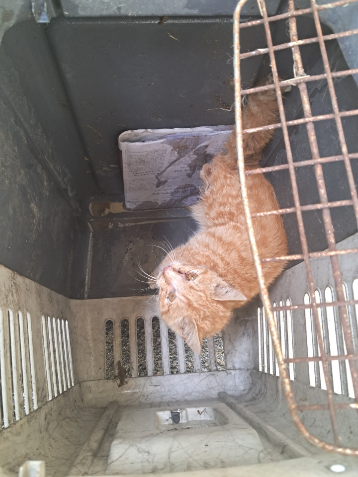 청양보호소_444459202400092