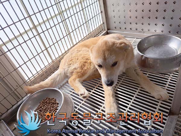 한국동물구조관리협회_411310202400212