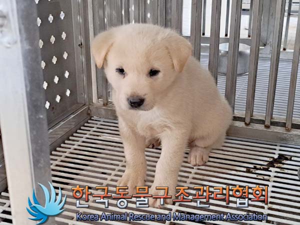 종료(안락사) 믹스…