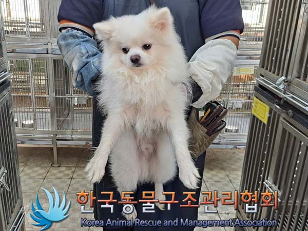 보호중 포메라니안의…