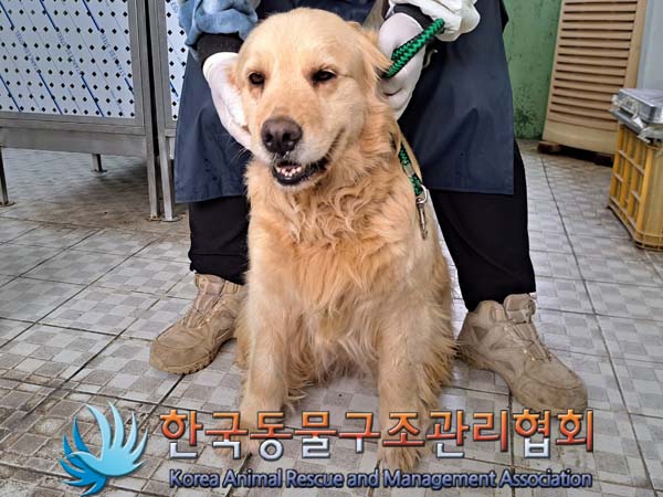 보호중 골든 리트리…