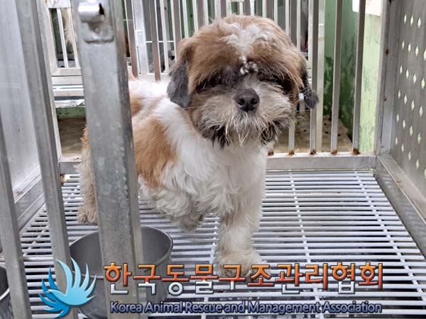 종료(입양) 시츄의…