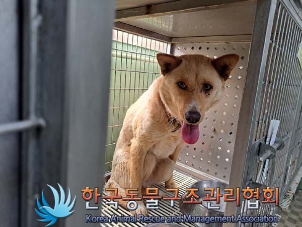 한국동물구조관리협회_441406202400681