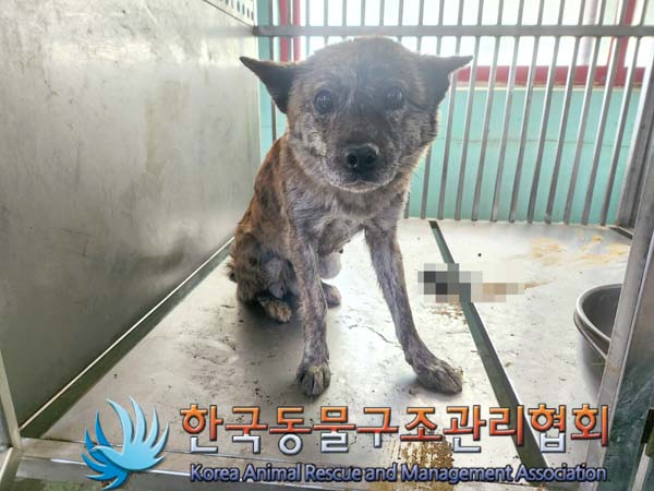 한국동물구조관리협회_441392202400097