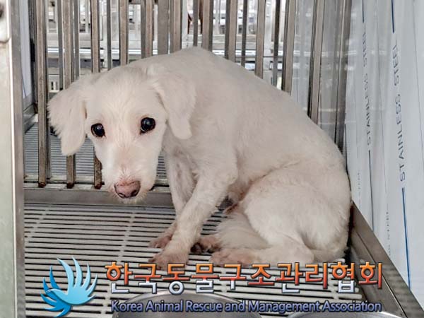 한국동물구조관리협회_441382202400352