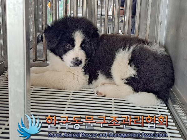 한국동물구조관리협회_441559202400434