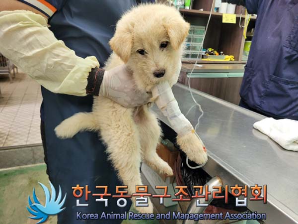 종료(안락사) 믹스…
