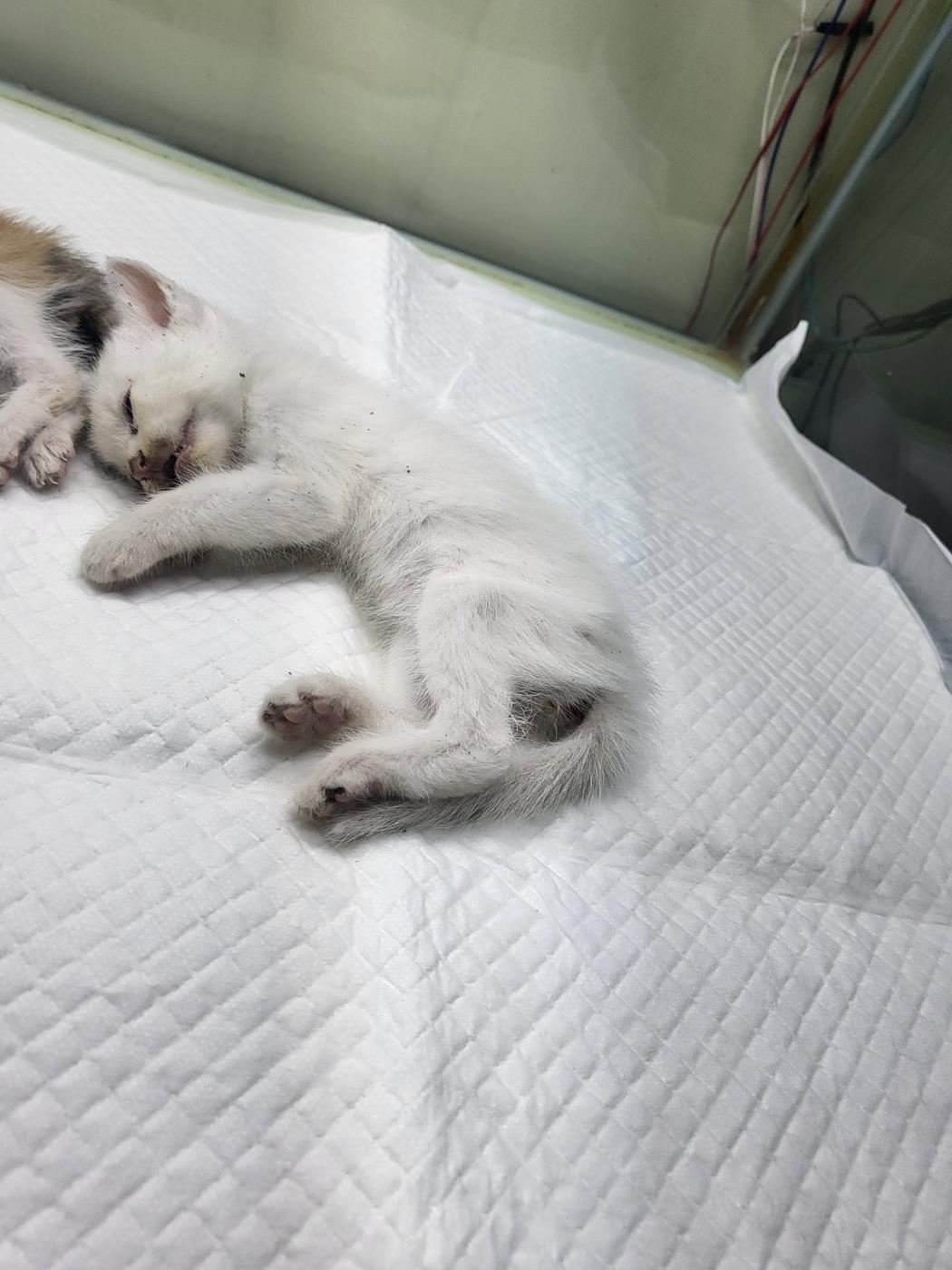 종료(자연사) 한국…
