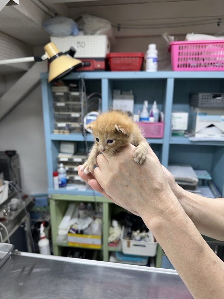 보호중 한국 고양이…