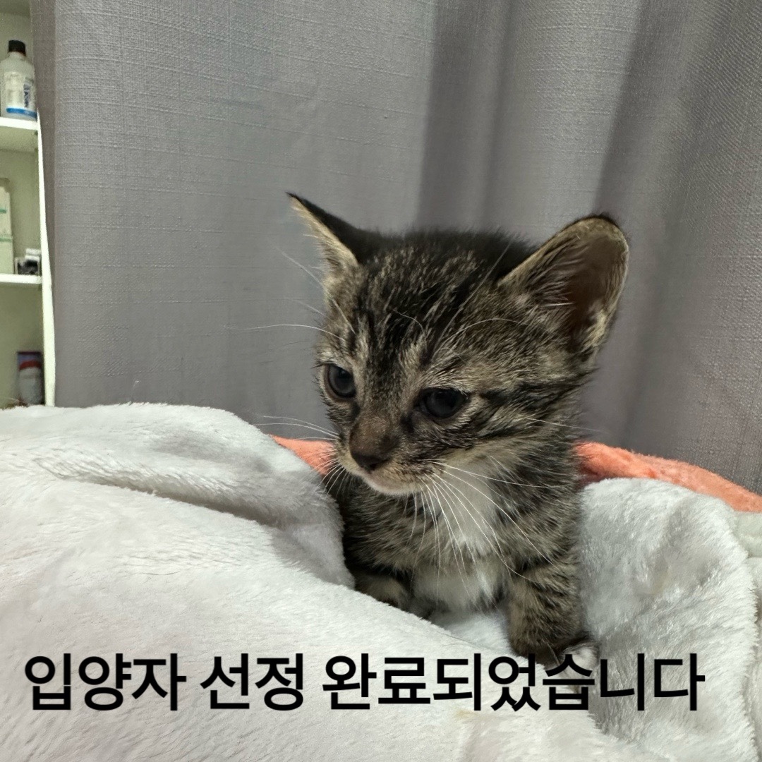 보호중 한국 고양이…