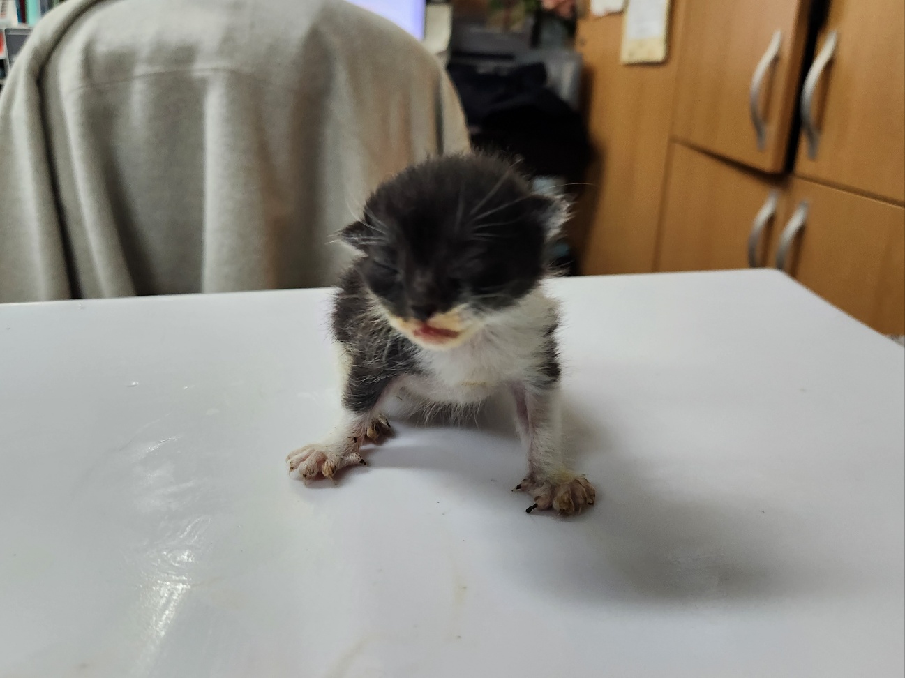 보호중 한국 고양이…