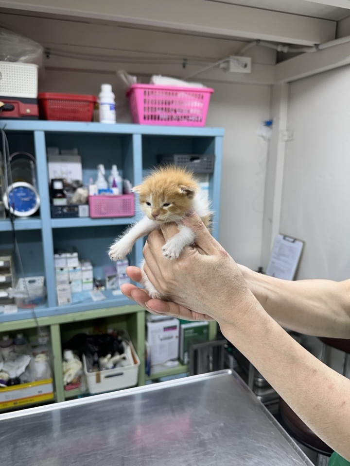 보호중 한국 고양이…