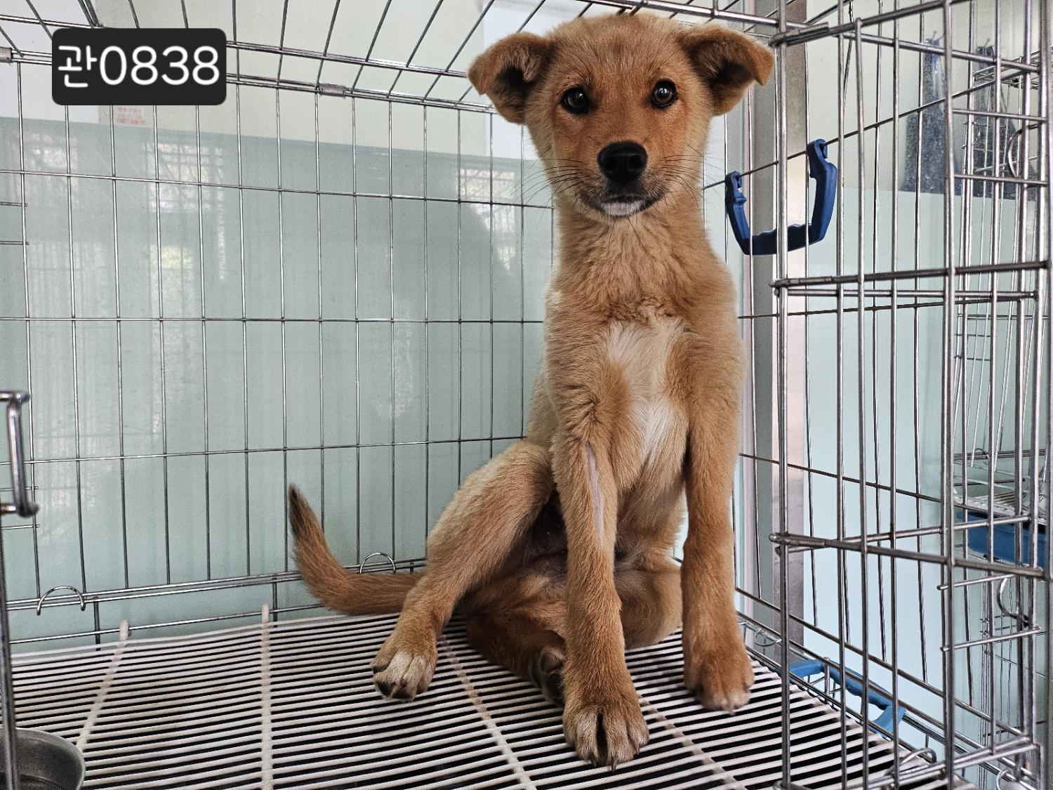 고양시동물보호센터_441394202400838